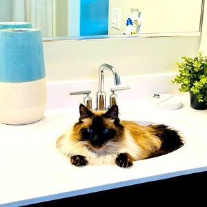 Meet your Posher, Larousse